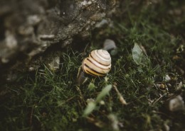 可爱小巧的蜗牛图片(9张)