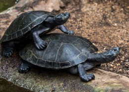 缓慢爬行的乌龟图片(14张)