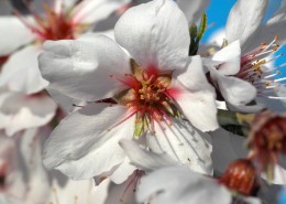 唯美盛开的杏花图片(14张)