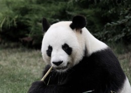 可爱的熊猫图片(14张)