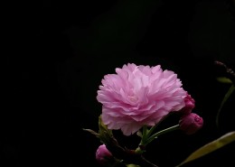 典雅芬芳的樱花图片(14张)