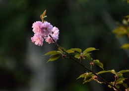 粉色的樱花图片(13张)