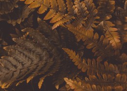 复古色调的树叶背景素材图片(11张)