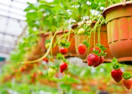 农场新鲜草莓图片(11张)