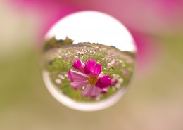 水滴视觉花朵图片(10张)