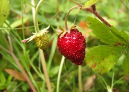 酸甜美味的野草莓图片(12张)