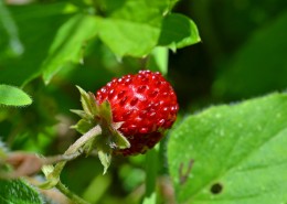 酸甜好吃的野草莓图片(15张)