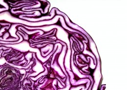 紫色的圆白菜图片(11张)