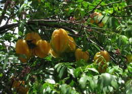 长在枝头的新鲜阳桃图片(15张)