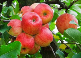 酸甜好吃营养美味的红苹果图片(8张)