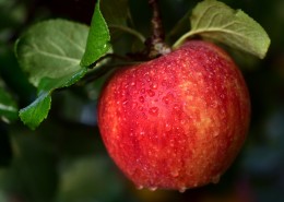 挂在枝头上的红彤彤的苹果图片(22张)
