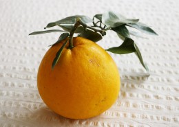 一个黄色的橙子图片(10张)
