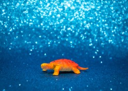 迷你乌龟玩具图片(11张)