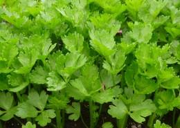 绿色新鲜营养健康的芹菜图片(11张)