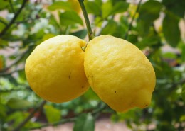 挂在树上的柠檬图片(15张)