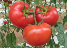 尚未采摘的西红柿图片(15张)