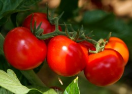酸甜好吃又营养的西红柿图片(18张)
