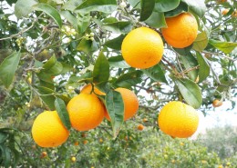 树上挂着的橙子图片(12张)