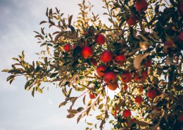 挂在树上的苹果图片(12张)