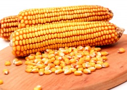 颗粒饱满的玉米图片(15张)