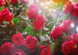 娇艳欲滴的红玫瑰花图片(10张)