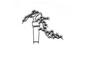 盆景松树的简笔画图片