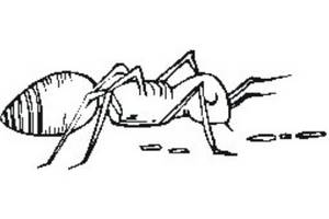 如何画蚂蚁