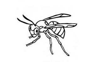 昆虫图片 黄蜂简笔画图片