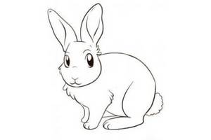 一只可爱的兔子