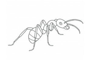 简单的蚂蚁画法