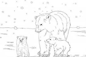 北极熊妈妈带着两只幼崽