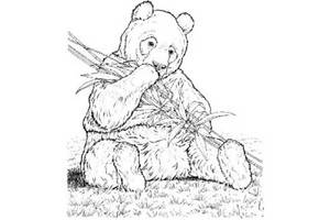在吃竹子的大熊猫