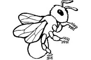 蜜蜂的简笔画画法