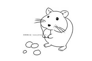 各种种类的老鼠 荷兰鼠