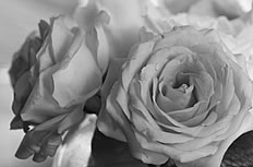 黑白玫瑰花图片