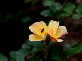 月季花与蜜蜂