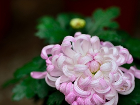 粉色和白色菊花图片