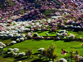 不逊于日本的中国樱花图片