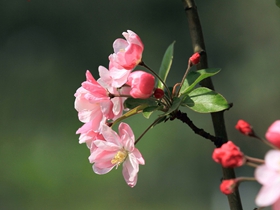 春天海棠花图片