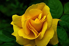 黄色玫瑰花高清图片