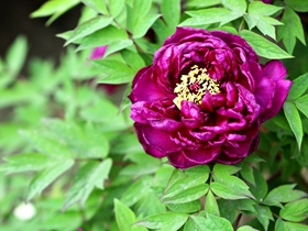 紫牡丹花图片
