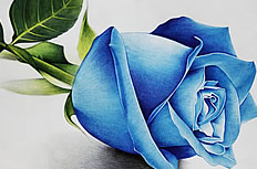 蓝色玫瑰花油画图片