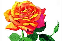 水彩画玫瑰花高清图片素材