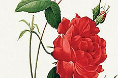 美丽的玫瑰花枝图片