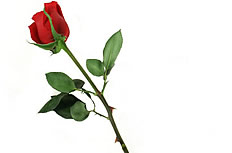 一支红色玫瑰花图片