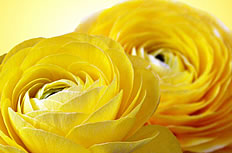 黄色玫瑰花高清特写图片