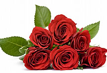 红色玫瑰花高清图片