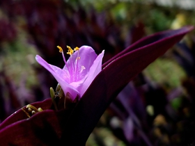 紫鸭跖草图片