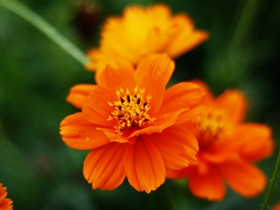橙色硫华菊图片
