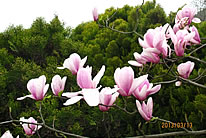 高清粉色木兰花图片素材